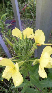 180(W)×320(H) 41.73