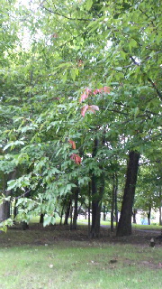 180(W)×320(H) 50.69