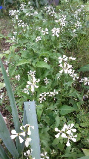 180(W)×320(H) 52.25