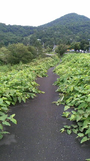 180(W)×320(H) 37.97