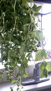 180(W)×320(H) 41.48