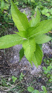 180(W)×320(H) 52.77