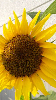 180(W)×320(H) 42.33