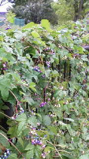 180(W)×320(H) 56.43