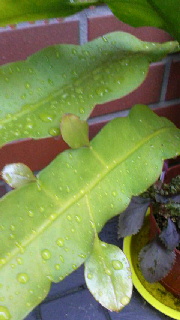 180(W)×320(H) 33.15