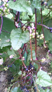 180(W)×320(H) 46.12