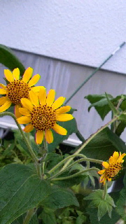 180(W)×320(H) 35.13