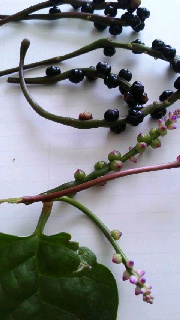 180(W)×320(H) 31.67