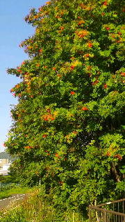 180(W)×320(H) 62.37