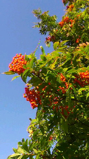 180(W)×320(H) 50.68