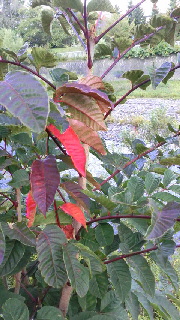 180(W)×320(H) 50.37