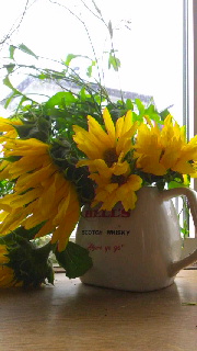 180(W)×320(H) 34.37