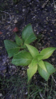 180(W)×320(H) 32.04