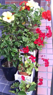 180(W)×320(H) 51.52