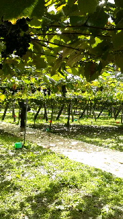 180(W)×320(H) 59.04