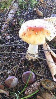 180(W)×320(H) 52.06