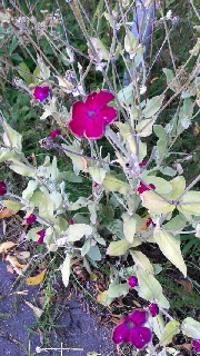 180(W)×320(H) 57.18