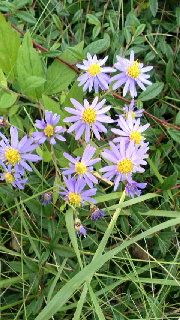 180(W)×320(H) 55.93