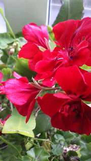 180(W)×320(H) 37.51