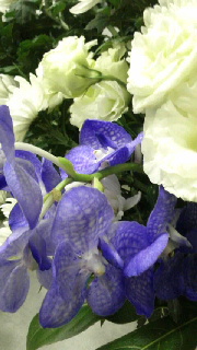 180(W)×320(H) 36.27