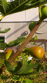 180(W)×320(H) 45.34