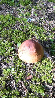 180(W)×320(H) 62.33