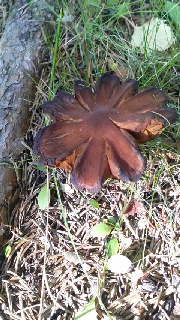 180(W)×320(H) 55.87