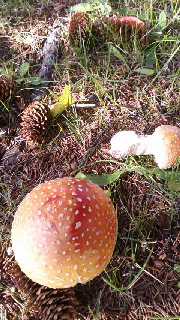 180(W)×320(H) 59.77