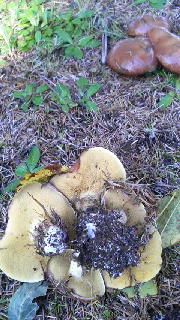 180(W)×320(H) 54.77