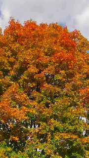 180(W)×320(H) 59.21