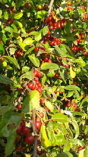 180(W)×320(H) 63.28