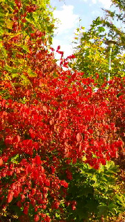 180(W)×320(H) 66.97