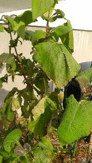 180(W)×320(H) 46.37