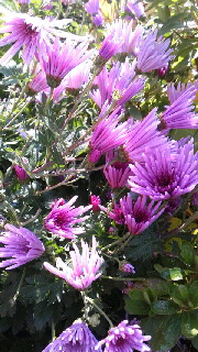 180(W)×320(H) 56.53