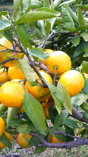 180(W)×320(H) 50.81