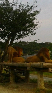 180(W)×320(H) 34.73