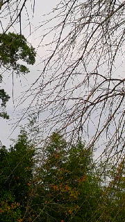 180(W)×320(H) 53.52