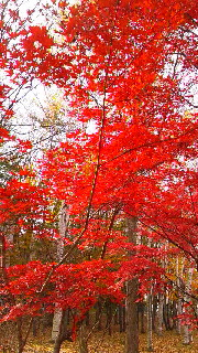 180(W)×320(H) 68.88