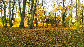 320(W)×180(H) 65.62