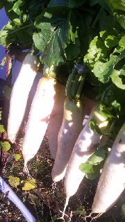 180(W)×320(H) 43.14