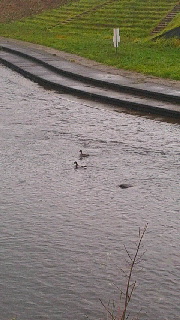 180(W)×320(H) 35.61