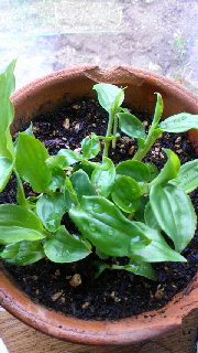 180(W)×320(H) 45.49