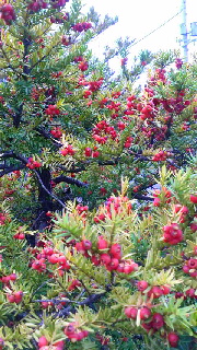 180(W)×320(H) 64.35