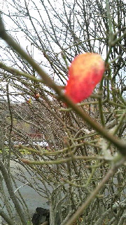 180(W)×320(H) 52.34