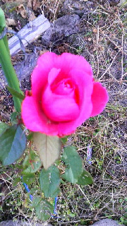 180(W)×320(H) 53.47