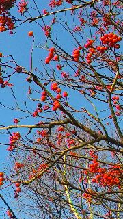 180(W)×320(H) 69.04