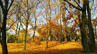 320(W)×180(H) 68.38