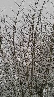 180(W)×320(H) 49.21