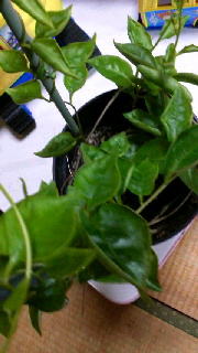 180(W)×320(H) 37.33