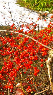 180(W)×320(H) 67.88